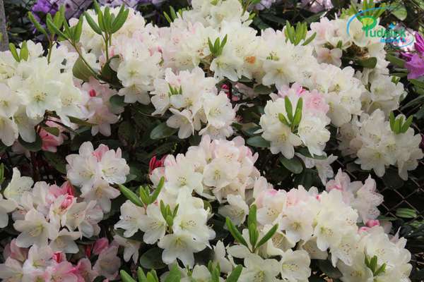 Rhododendron Lachsgold